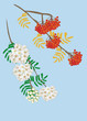 rowanberry and rowan blossom