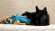 Scottish terrier puppy chewing on a toy lying on the couch