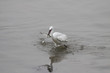 Little Egret with fish