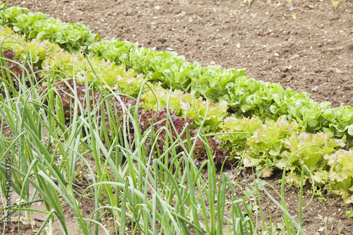 Photo: Organic vegetables garden Organic vegetables garden