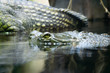 Gavialis gangeticus