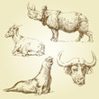 Vector: wild animals wild animals