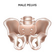 Male pelvis