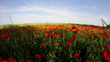 Field of red poppy flowers in early summer (W/fisheye) ...