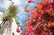 Bougainvillée dans un village - Bodrum, Turquie