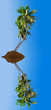 Photo: îlot cocotiers, concept protection nature ... îlot cocotiers, concept protection nature ...