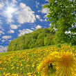 Landschaft mit Wiesen-Löwenzahn