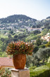 Cactus Pot South of France
