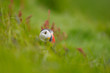 Atlantic Puffin in grass with shallow depth of field.