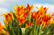 Red with yellow tulips on a Dutch farm field