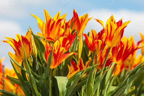 Photo: Red with yellow tulips on a Dutch farm field Red with yellow tulips on a Dutch farm field