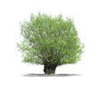 Arbre sur fond blanc