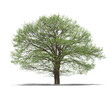 Arbre sur fond blanc