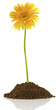 gerbera sur motte de terre