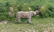 Parc des félins, Tigre blanc