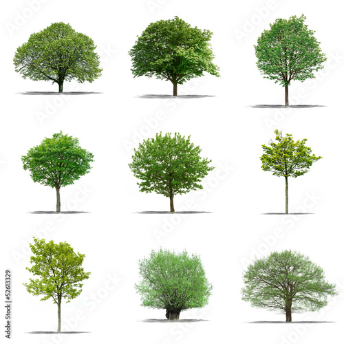 Photo: lot d'arbres détourés sur fond blanc lot d'arbres détourés sur fond blanc