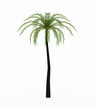 Palm tree