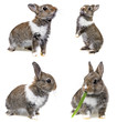 little baby rabbit collection