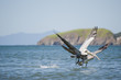 Syncronflieger