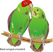 Black-winged a lovebird