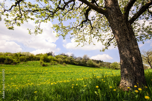 Photo: Auszeit im Frühling: Löwenzahnwiese mit Kirschbaum Auszeit im Frühling: Löwenzahnwiese mit Kirschbaum