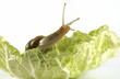 Escargot