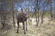 Wild Moose