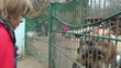Mother and little boy feeding goats