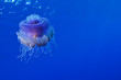 Cauliflower jellyfish, Cephea cephea, with space for your text