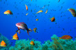 Colorful Reef Scene