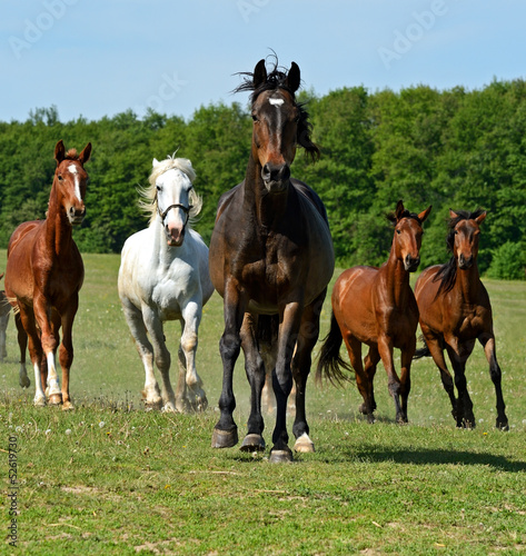 Photo: Horse Horse