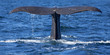 Whale tail