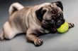 Dog playing with a ball