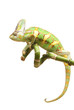 Veiled Chameleon