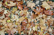 Automne 7Sorts 5