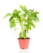 Pepper seedlings in flowerpot isolated on white