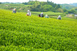 Foto: 茶摘み 茶摘み