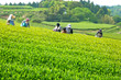 Foto: 茶摘み 茶摘み
