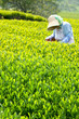 Foto: 茶摘み 茶摘み