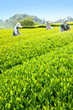 Foto: 茶摘み 茶摘み