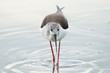 Isolated  black-winged stilt looking at you