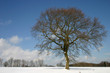 canvas print picture - Stieleiche im Winter