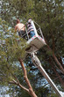 Nacelle pour élaguer un grand arbre