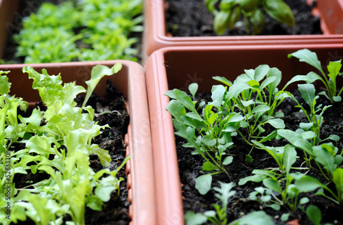 Photo: boxes with seedling boxes with seedling
