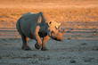canvas print picture Black rhinoceros