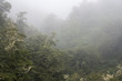 beech forest in fog