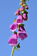 Foto: Closeup of purple foxglove (Digitalis purpurea) Closeup of purple foxglove (Digitalis purpurea)