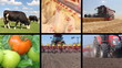 Video: Agriculture, Food Production Agriculture, Food Production