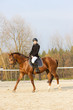 equestrian on horseback