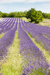 Foto: lavender field near Salles-sous-Bois, Rhone-Alpes, France lavender field near Salles-sous-Bois, Rhone-Alpes, France
